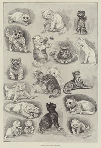 Kitten Life at the Cat Show by Louis Wain